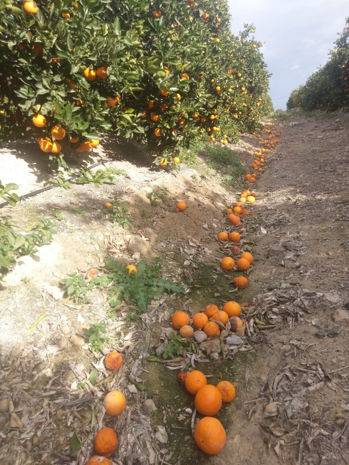 asaja-vega-baja-naranjas-febrero-2019