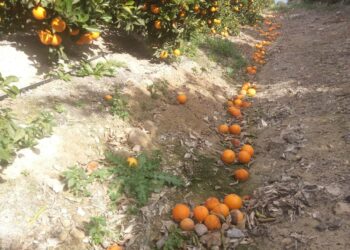 asaja-vega-baja-naranjas-febrero-2019