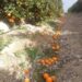 asaja-vega-baja-naranjas-febrero-2019