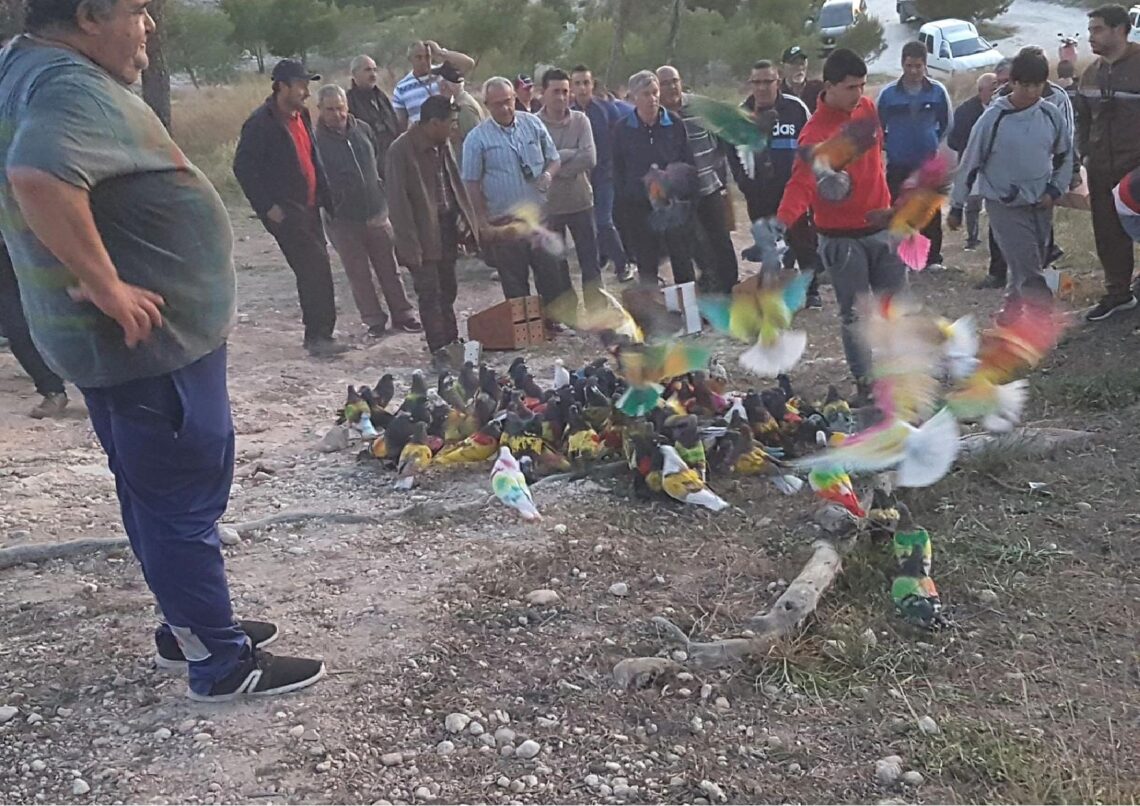 aspe-colombicultura-memorial-luis-calatayud-abri-2019