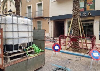 El Ayuntamiento de Aspe planta en total 7 palmeras datileras