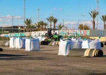 ayuntamiento-torrevieja-renovacion-cesped-campo-futbol-enero-2019-4