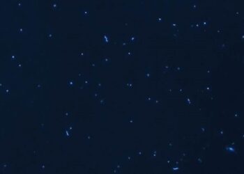 bacterias-marinas-con-tincion-fluorescente-de-su-adn