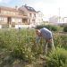 Benejúzar impulsa mejoras y actuaciones formativas en los huertos municipales