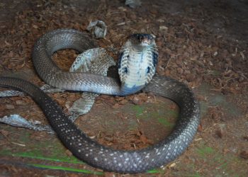 Terra Natura Benidorm amplía su familia de reptiles con una cobra de monóculo