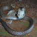 Terra Natura Benidorm amplía su familia de reptiles con una cobra de monóculo