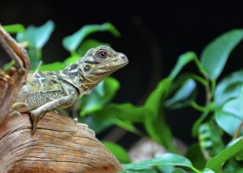 Terra Natura Benidorm incorpora por primera vez a un grupo de hidrosaurios en sus instalaciones