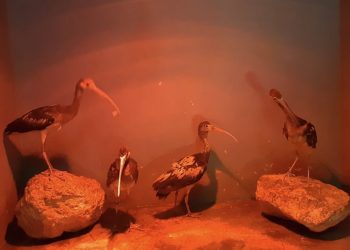 El aviario de Terra Natura Benidorm incrementa su familia