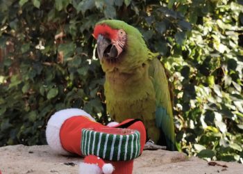 Los animales de Terra Natura Benidorm se preparan para la Navidad