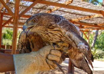 Terra Natura Benidorm cede dos aves al centro Dancos en Toledo