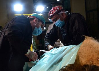 Un león de Terra Natura Benidorm se recupera satisfactoriamente tras una operación para extirparle un tumor