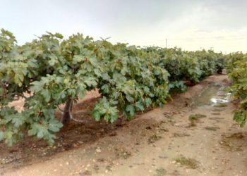 campos-gota-fria-consecuencias-agosto-2019-1