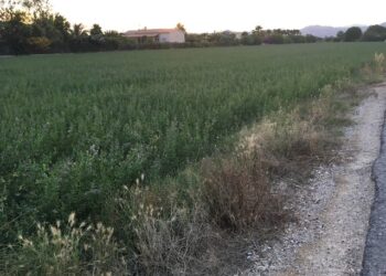 catral-tierras-marzo-2019