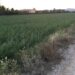 catral-tierras-marzo-2019
