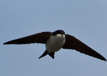 cox-pajaro-avion-comun-mayo-2019