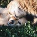 Abierta la convocatoria de las ayudas dirigidas a las protectoras de animales Crevillent