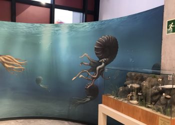 crevillente-exposicion-cisneros-noviembre-2019