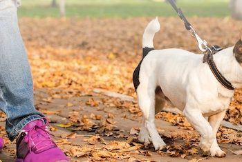 crevillente-paseos-perros-abril-2020