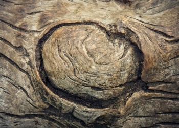Las plantas tienen mejor visión que los humanos, aun no teniendo ojos