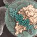curiosidad-bacterias-diciembre-2019