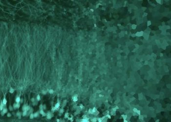 Identifican las proteínas responsables de que las neuronas mantengan su identidad a lo largo de la vida