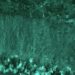 Identifican las proteínas responsables de que las neuronas mantengan su identidad a lo largo de la vida