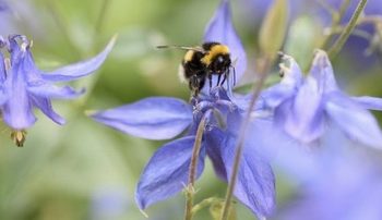El incremento de ozono en la atmósfera amenaza la biodiversidad global