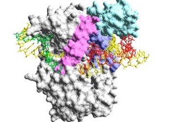 curiosidades-adn-polimerasa-abril-2020