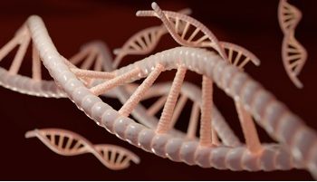 Un estudio determina los límites de un gen, que son clave para desarrollar su patrón de expresión en el genoma