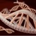 Un estudio determina los límites de un gen, que son clave para desarrollar su patrón de expresión en el genoma