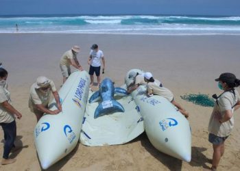 Un pontón para rescatar cetáceos varados en cada archipiélago de Macaronesia