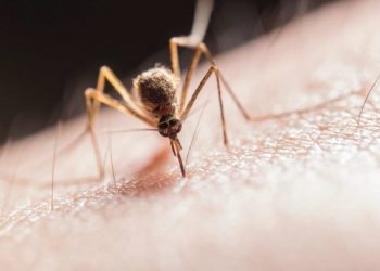 curiosidades-agosto-malaria-2019