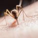curiosidades-agosto-malaria-2019