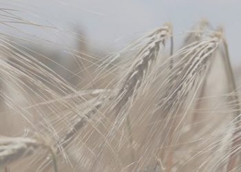 curiosidades-alergias-mayo-2019