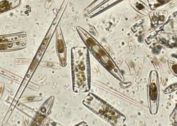 Un nuevo libro del CSIC nos descubre las diatomeas, algas esenciales para la Tierra y con potencial en la agricultura