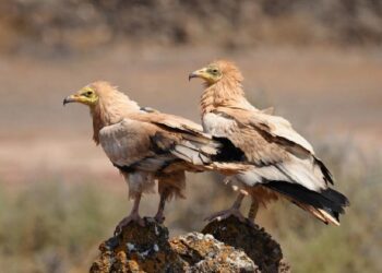 curiosidades-alimoche-canario-marzo-2019