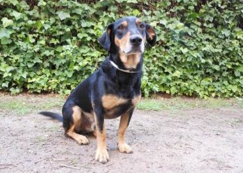 curiosidades-animales-domesticos-julio-2019