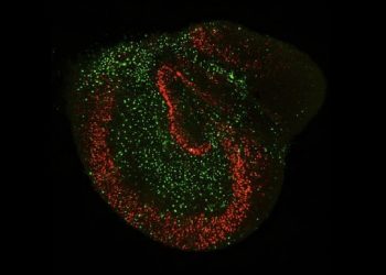 curiosidades-astrocitos-julio-2019