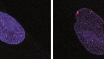 curiosidades-atalaxia-febrero-2019