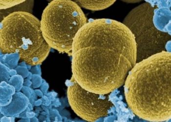 curiosidades-bacteria-mayo-2020