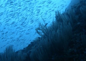 curiosidades-banco-peces-junio-2019