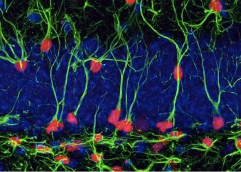 curiosidades-beneficios-cognitivos-de-ejercicio-fisicoabril-2019