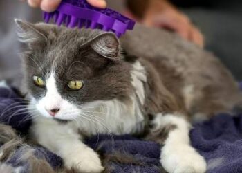 curiosidades-bolas-pelos-gatos-febrero-2019