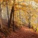curiosidades-bosque-noviembre-2019