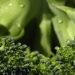 curiosidades-brocoli-marzo-2020