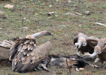 curiosidades-buitres-leonados-febrero-2020