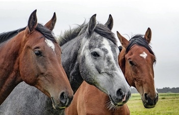 Un estudio genético descarta Anatolia y el sur del Cáucaso como la cuna de los caballos domésticos