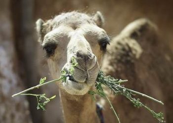 Un equipo del CSIC busca producir nanoanticuerpos contra Covid19 a partir del sistema inmune de los dromedarios