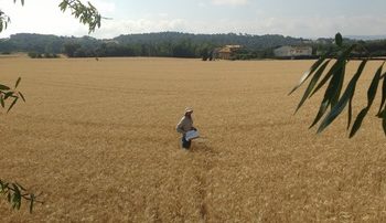 Un estudio revela que la cobertura vegetal de los cultivos de cereal aumenta su rendimiento agronómico