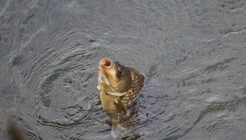 Las carpas pueden dispersar sus huevos a través de las heces de los patos
